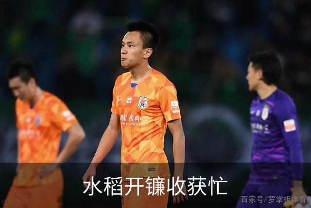 水稻开镰收获忙